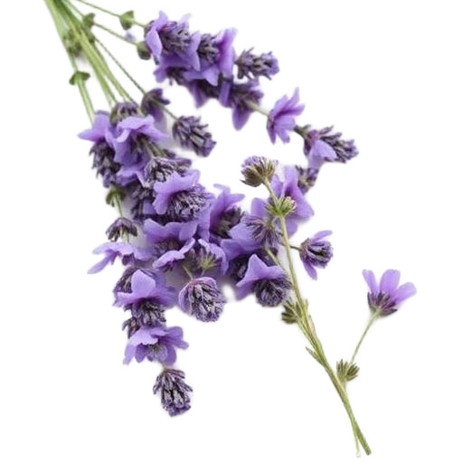 Lavendel